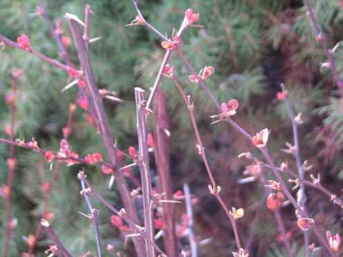 Barberry that was trimmed back before the leaf buds showed are now beginning to sprout foliage