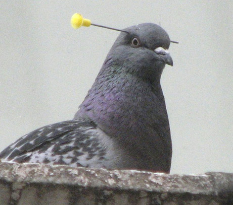 Squab
