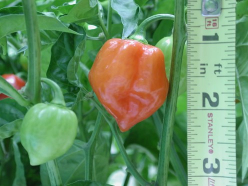 Smaller and rounder, the Habenero Pepper is not for the faint of heart, scoring a massive 200,000-300,000 units of heat on the Scoville scale.