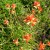 Wildflower photo Wildflower photo