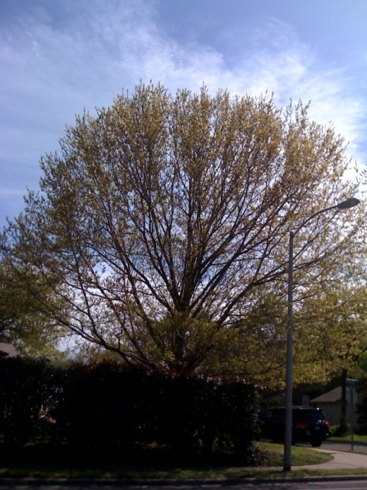 Bright green growth on the trees that were bare just a few weeks ago.