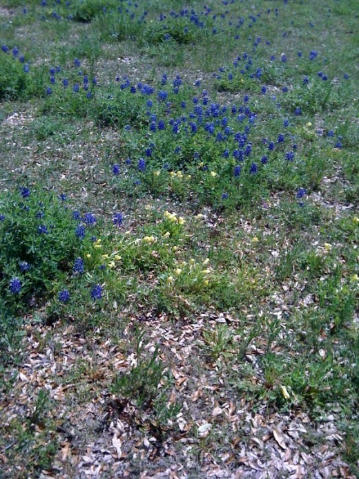 Aren't they pretty?