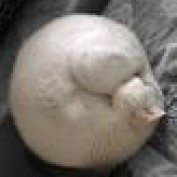Cat Lover La Meow profile image