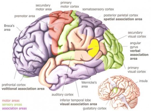 The auditory cortex is the part of the brain that processes sensory information in the form of sound. While the auditory cortex is not directly or completely responsible for the hearing, it is essential to processing and understanding sounds in music