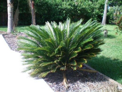 The Sago Palm