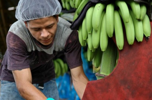 An employee of the EARTH University banana farm. 