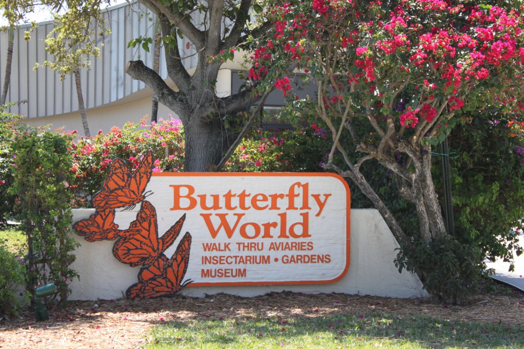 Florida Attractions Butterfly World It's Way More Than Just Butterflies!