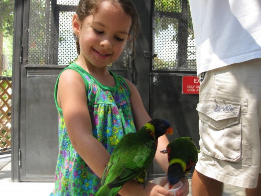 Lorikeet Encounter