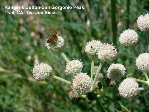A wild bee on a plant known as "Ranger's Button" in So. California.