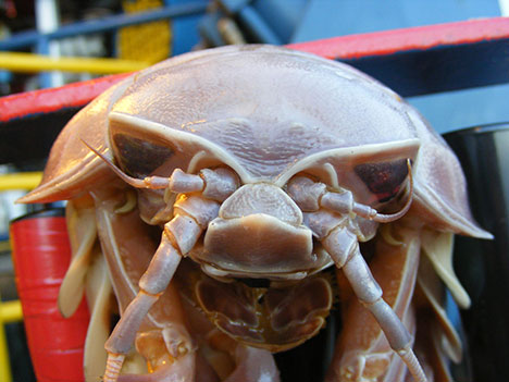 giant isopod pic