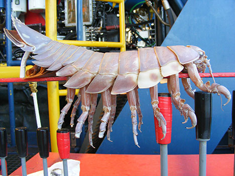 Giant isopod