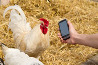 Google language translator for chicken