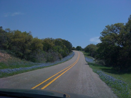 Bluebonnets lining the road.