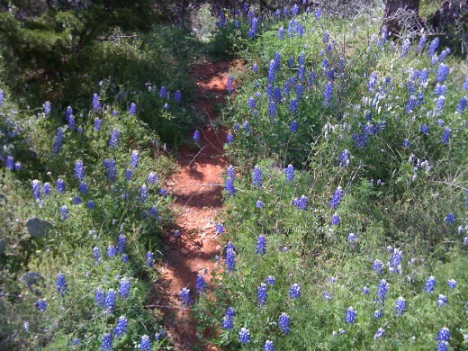 Hillside and path with Bluebonnets.