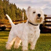 DearDogs profile image