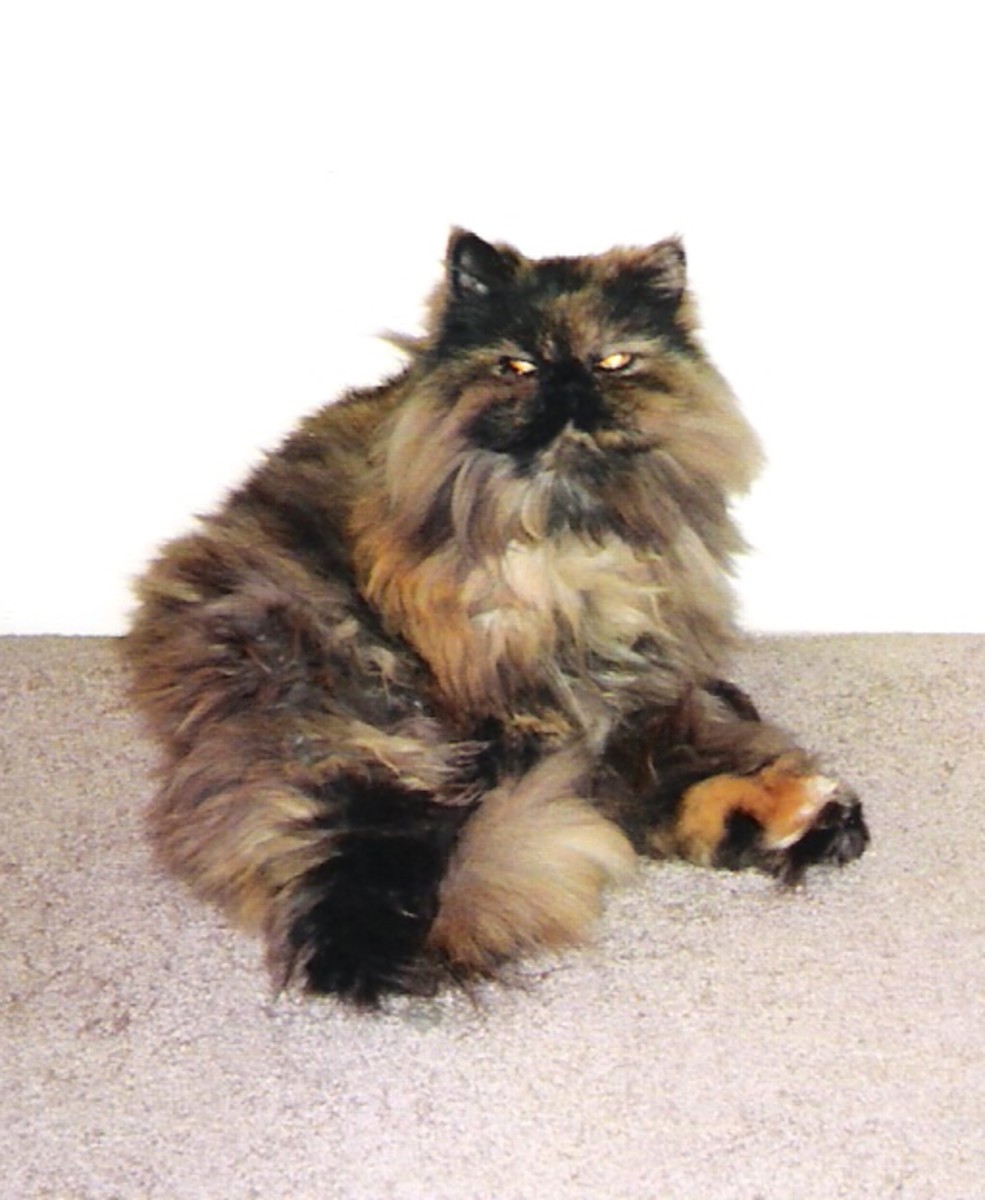 Persian cats: some behavior issues