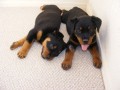 How to breed dogs