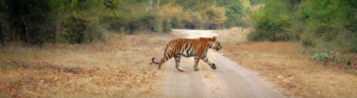 Tiger strolling in Bandhavgarh National Park, Madhya Pradesh