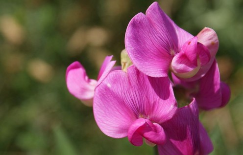 The copyright holder has published photo under the Creative Commons Attribution-ShareAlike 3.0 License. See: http://en.wikipedia.org/wiki/File:Sweet-pea-flower.jpg