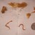Parasites that have been flushed out after colon cleansing.