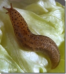 In one night a group of slugs can do so much damage in a garden that it is heartbreaking
