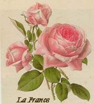 La France. Image from Ludwig's Roses page