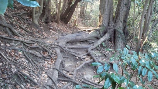 ... but then it starts to look like this, and is sometimes so steep, climbing with feet and both hands is required.
