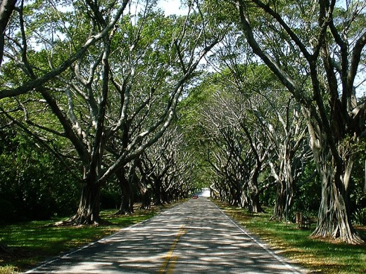 I was driving down a tree-lined road, and a love song reminded me of a wonderful evening