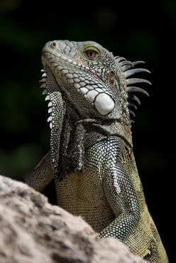 Strange reptilian dream of an iguana