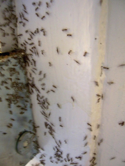 How To Avoid And Get Rid Of Ants