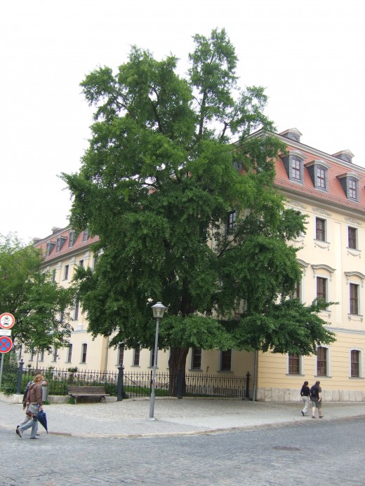 The Gingko tree which Goethe brought back to Weimar from his travels