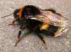 Typical bumble bee
