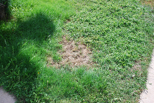 This is something you wouldn't want in your lawn.