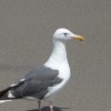 Amber Dodd profile image