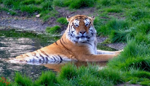 GRRR (I'm having a bath!)