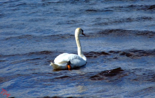 The Bonny Swan