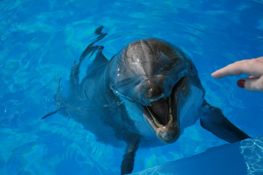 This is one of my favorite of all of our dolphin pictures. Why? That is me about to pet a dolphin! I was so excited.