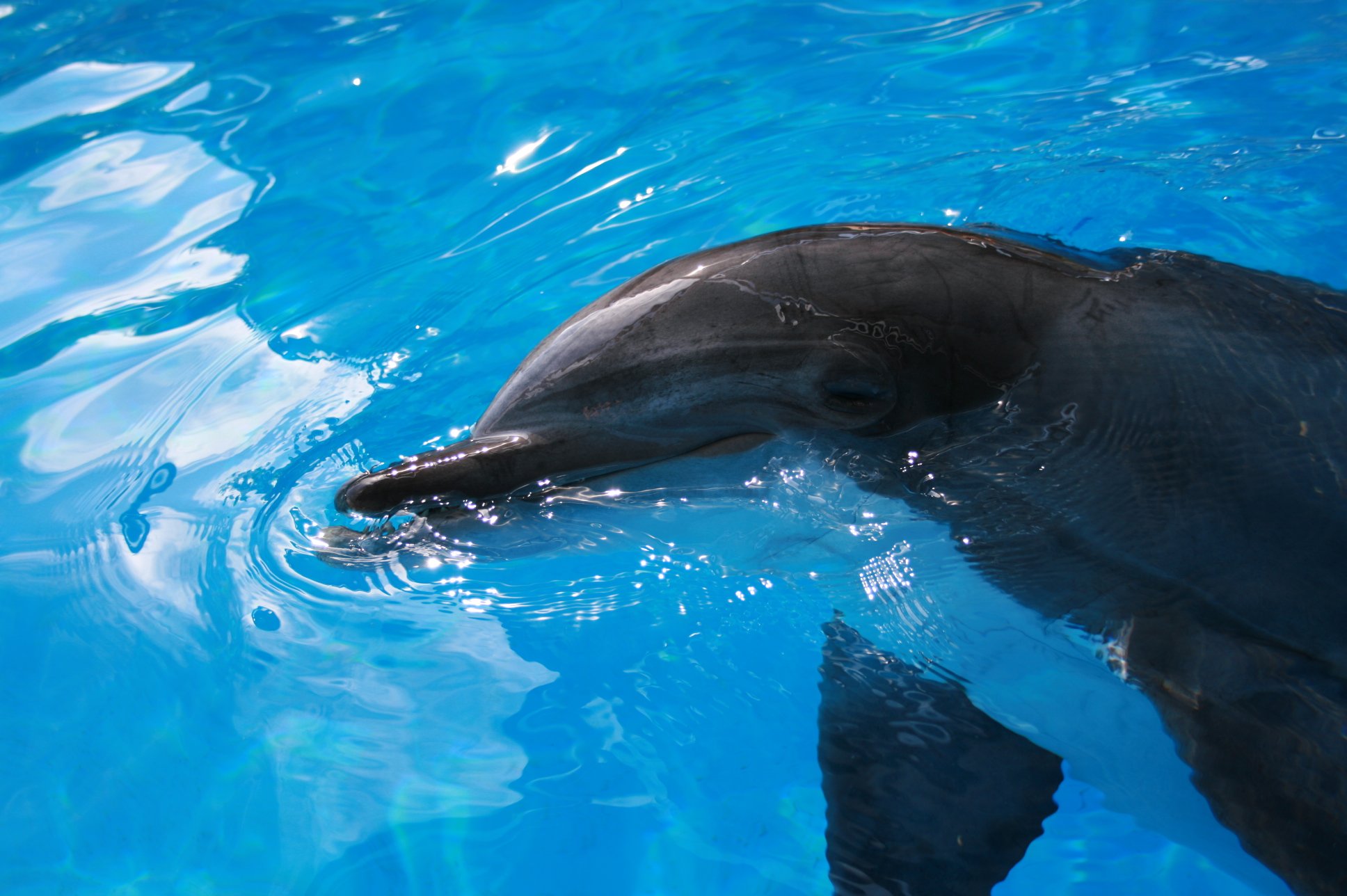 More dolphin pictures below