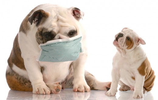 Canine Influenza is Very Contagious!!