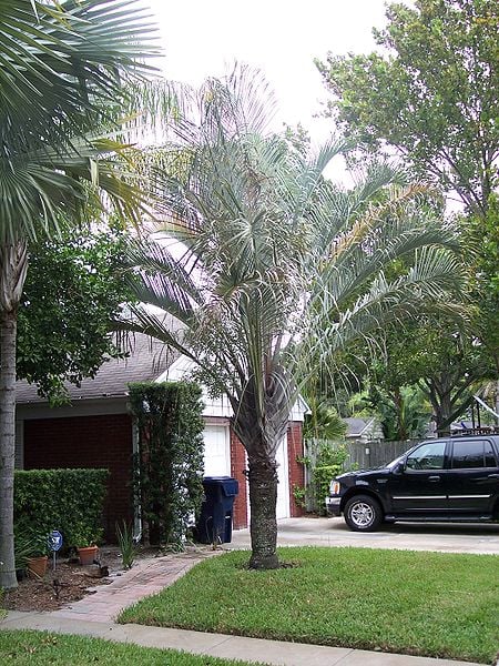 Triangle Palm 
