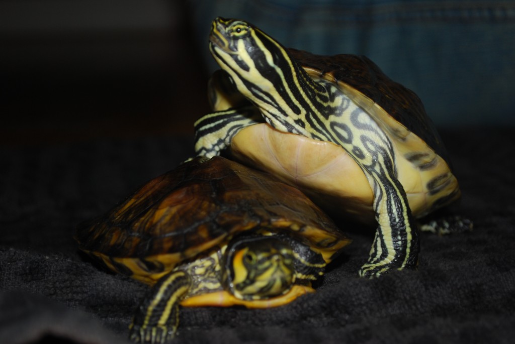 Setting up a Terrapin Tank