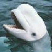 Alimay profile image