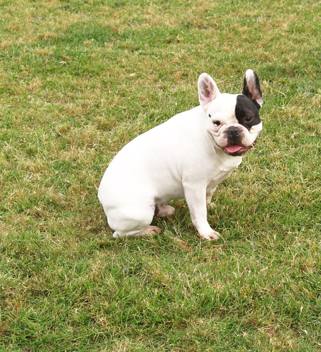 The French Bulldog! Fun, Intelligent and Playful! Check out this ...