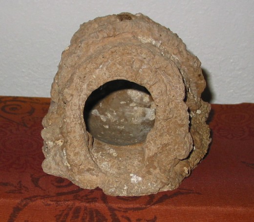 The clay burrow where Scarlett hibernated and molted;  it was always partially buried in sand for more privacy.