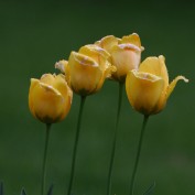 cyn791 profile image