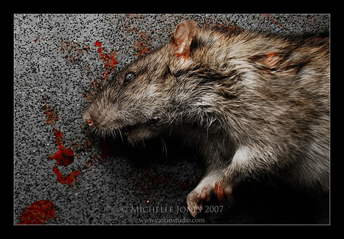 Dead rats if not disposed, could be a serious problem.