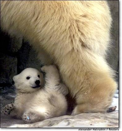 Polar bears are one of the endangered species.