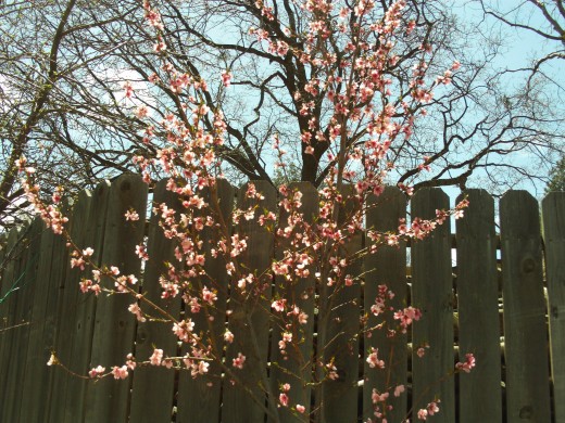 Beautiful pear tree with pink blossoms.  Pear trees do very well in the San Benrardino Mountains.