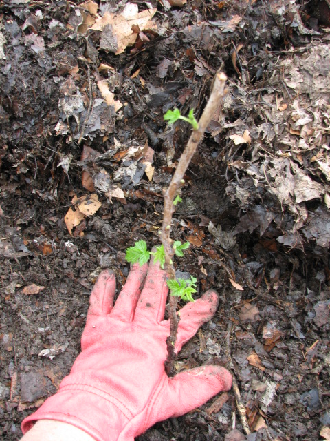 Pack the roots in tight but do not bend or break the roots