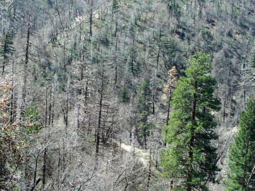 Here is a picture of the trees below.